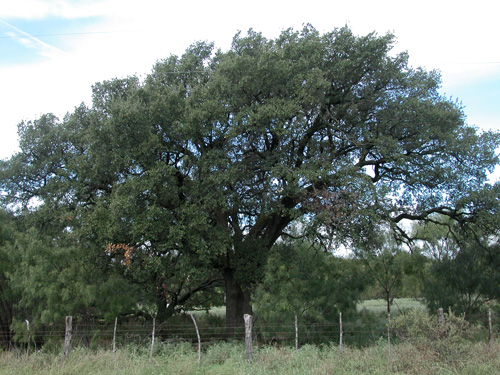 Heart O'Texas Oak-recent